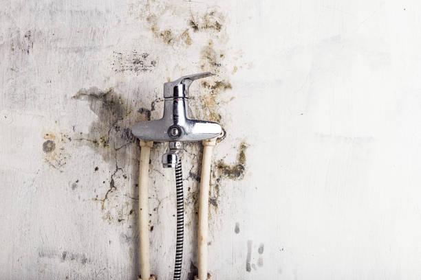 Best Post-Flood Mold Remediation in Alamo, CA