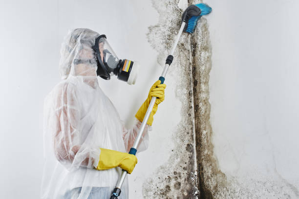 Best Residential Mold Remediation in Alamo, CA