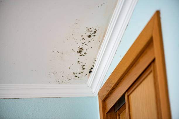 Best DIY Mold Remediation Support Services in Alamo, CA