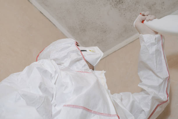 Best Health and Safety Mold Remediation in Alamo, CA